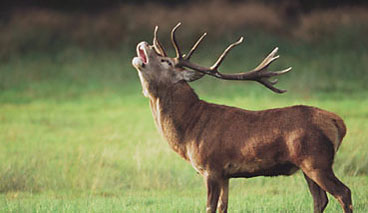 Aigner Hirschlederer aus Augsburg